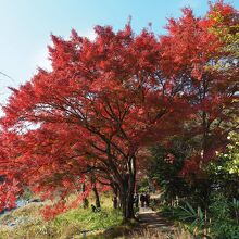 鵜の瀬橋鵜袂の紅葉