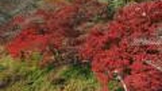 橋の上から見る紅葉並木が素晴らしい