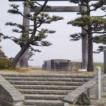 大きな鳥居と松の木