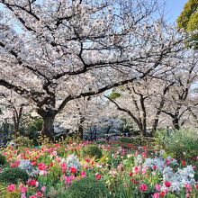 桜とチューリップがかわいい公園