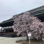 京都御所・春の特別公開