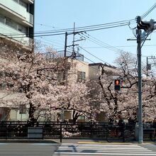 住吉ざくら