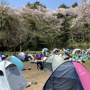 最高の花見日和