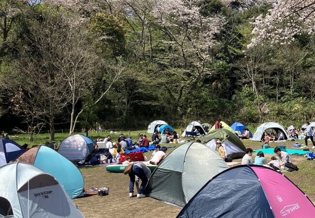 最高の花見日和