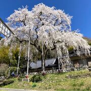 豊田市指定天然記念物樹齢180年余りのしだれ桜