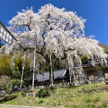 大安寺