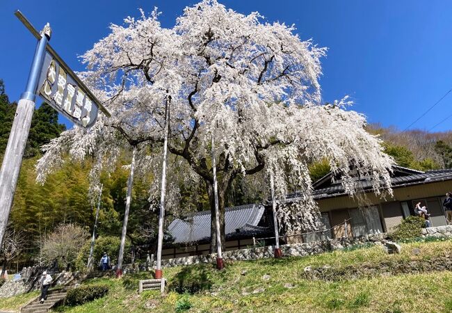 豊田市指定天然記念物樹齢180年余りのしだれ桜