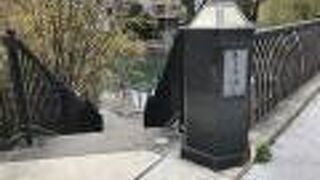 京橋の袂にある山茱萸が黄金色の花を