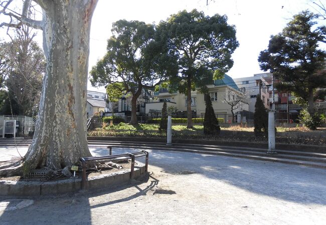 公園の中央に大きな木が目印