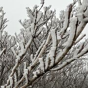 雲仙の冬の風物詩、霧氷を見るならココ