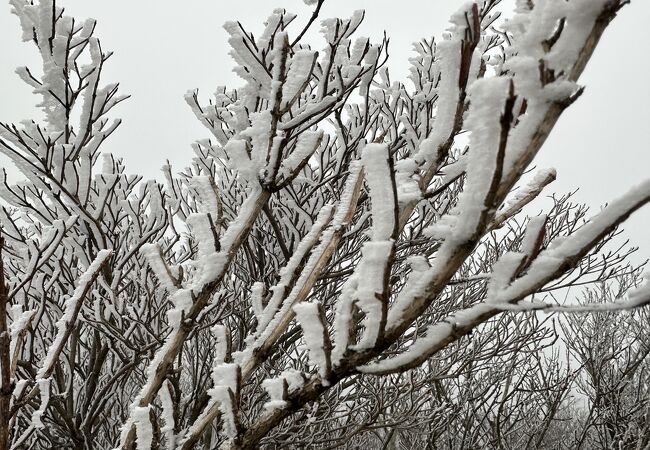 雲仙の冬の風物詩、霧氷を見るならココ