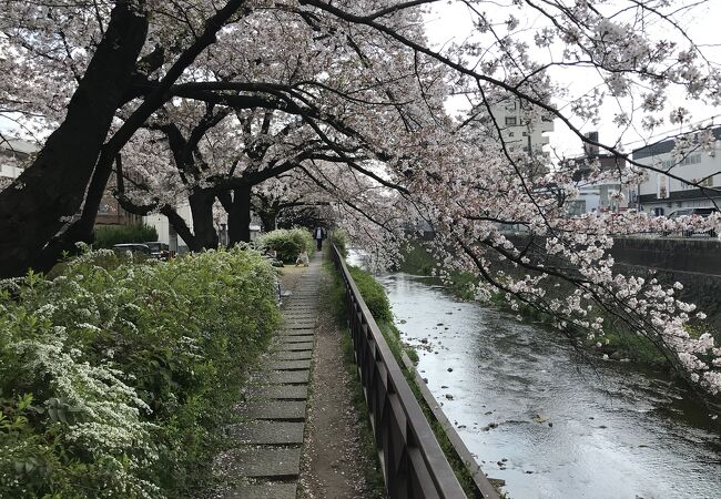 春爛漫を感じることができる川沿いの桜景色