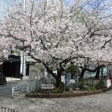 築地川祝橋公園