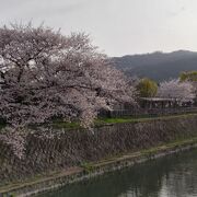 桜の季節