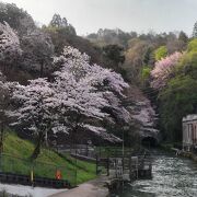 桜の季節はにぎわいます