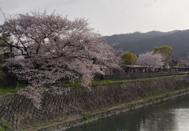 桜の季節