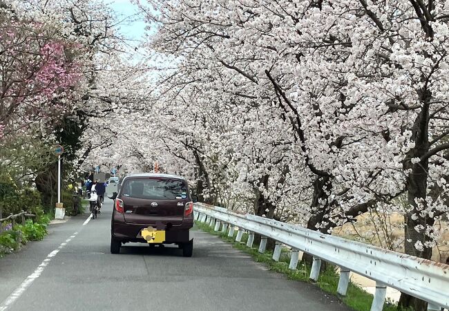 京都で見つけた「わたしの桜のトンネル」