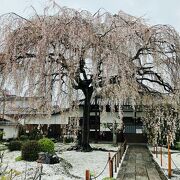 「祇園枝垂れ」の姉妹桜が満開