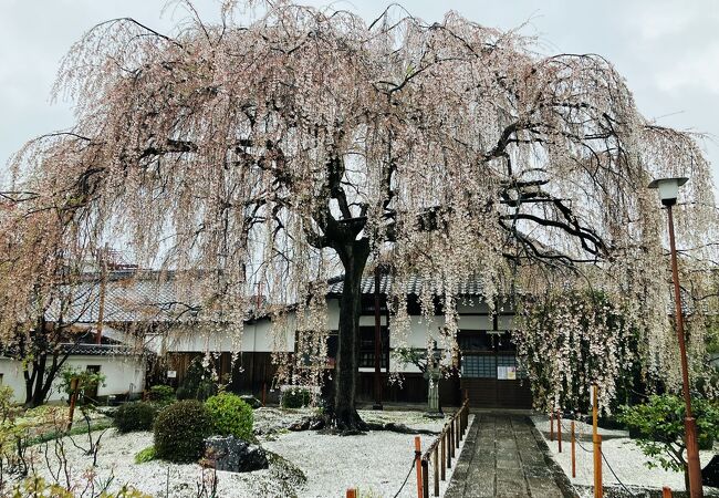 「祇園枝垂れ」の姉妹桜が満開
