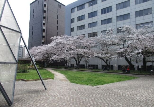 桜の花が満開で癒されました。