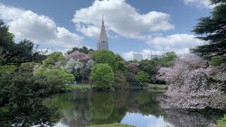 桜の公園