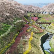 しばた千桜橋から見下ろす白石川千桜公園の春景色が素晴らしい！