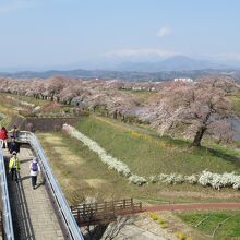 晴れた日には、白石川千桜公園＋遠く雪の蔵王連峰の景色も美しい