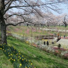 白石川千桜公園は通り抜けも出来ます。