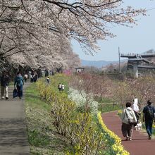 一目千本桜の土手の道（画像左手）と白石川千桜公園の小道
