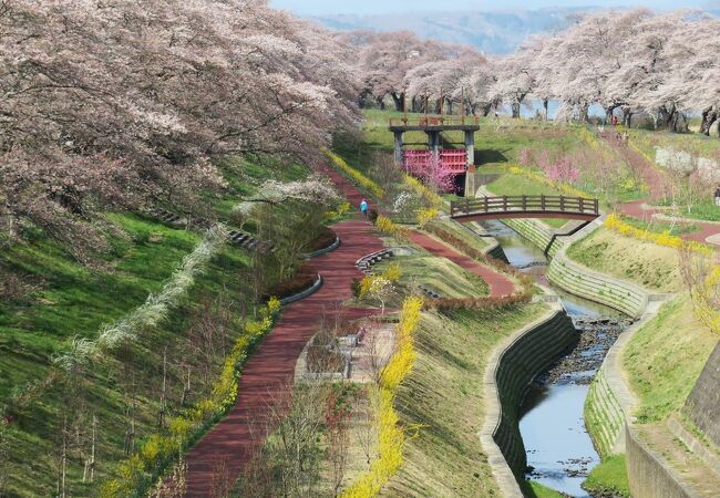 しばた千桜橋から見下ろす白石川千桜公園の春景色が素晴らしい！