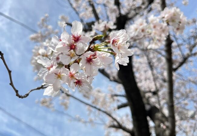 桜まつり