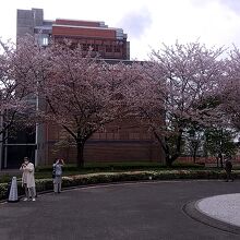 政策大学院の桜は散り始めだけどツツジはきれいでした