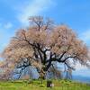 フォトジェニックな１本桜