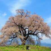 フォトジェニックな１本桜