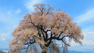フォトジェニックな１本桜