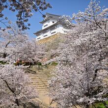 城郭の桜