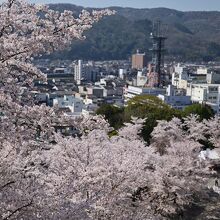 桜海の向こうに津山の街が