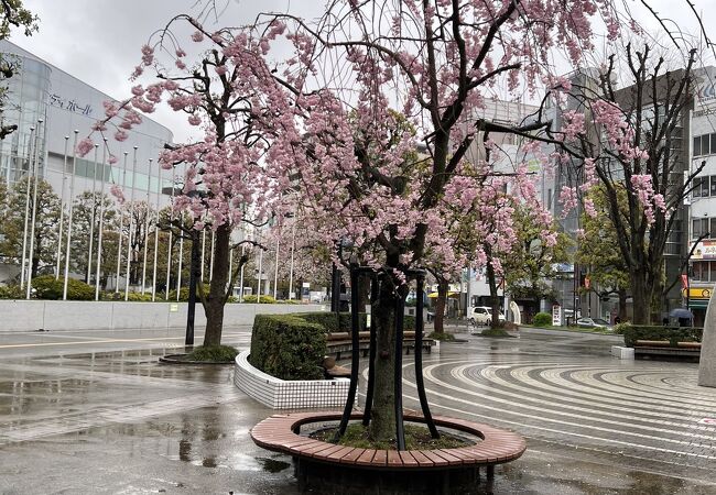 枝垂れ桜が咲いていました。