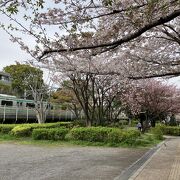 桜が見事な品川大井水神公園に