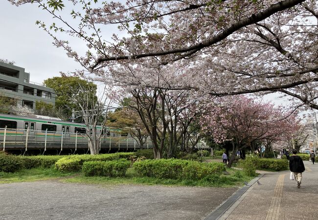 桜が見事な品川大井水神公園に