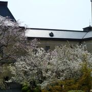 京都府庁旧本館の観桜祭