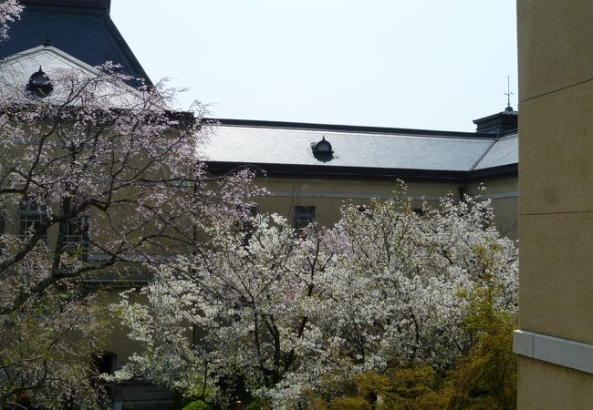 京都府庁旧本館の観桜祭