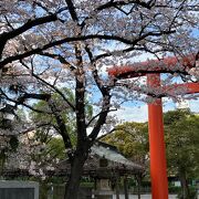桜の時期の稲毛神社