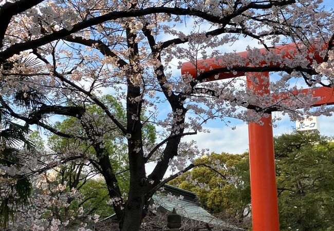 桜の時期の稲毛神社