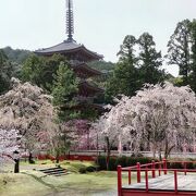 桜の季節は１５００円の拝観料
