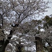 桜の季節