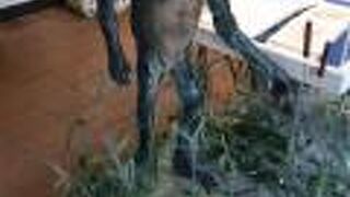 懐かしいカッパのCMが観られます。