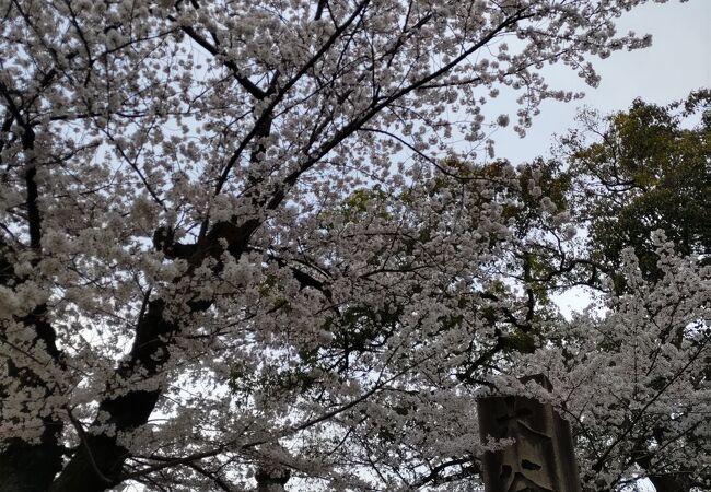 桜の季節