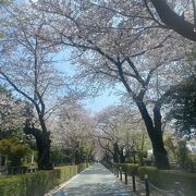 桜の名所でもある