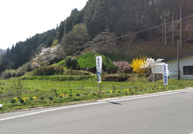 アクセス道入口にカタクリの群生地